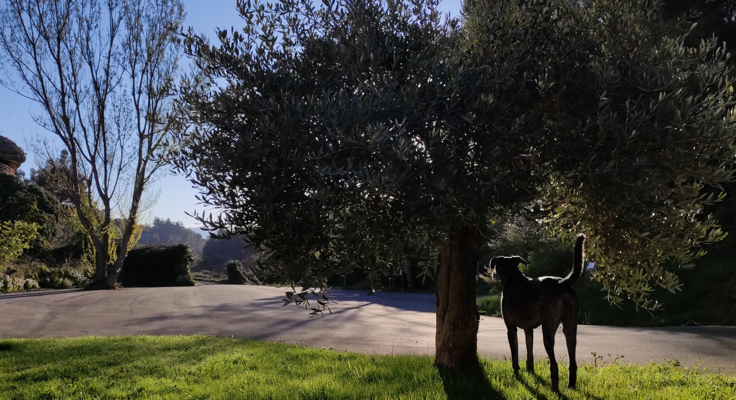 Paseo saliendo de Ráfales acompañados por Duke